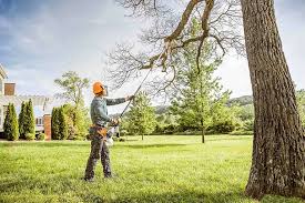 Best Fruit Tree Pruning  in Riverdale, CA